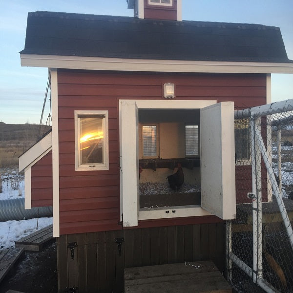 Red and white chicken coop